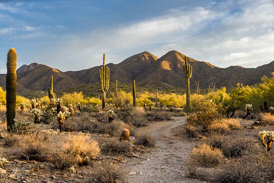 Arizona Cannabis Insurance - View of the Desert with Cacti and Sand Dunes at Sunset in Arizona