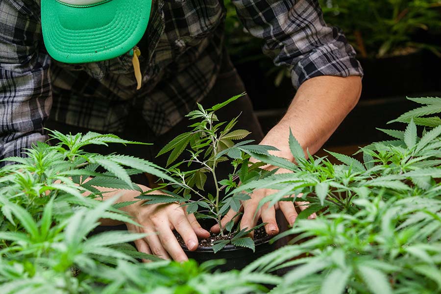 Cannabis Growers Insurance - Closeup View of a Man Taking Care of His Cannabis Plants in a Growing Facility