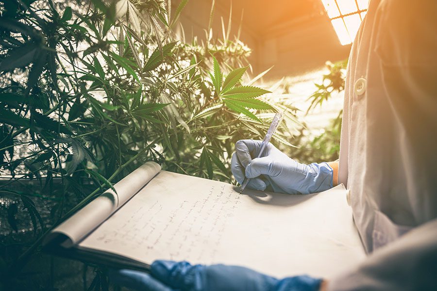 Cannabis Insurance FAQs - View of Scientists Examining and Taking Notes on the Health of Cannabis Plants in a Production Facility