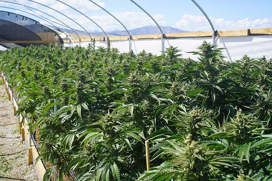 Cannabis Insurance - View of Cannabis Plants Growing in a Greenhouse with Views of Mountains in the Background