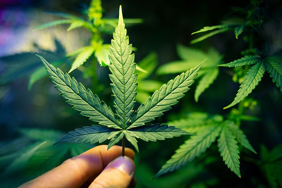 Cannabis Insurance by State - Closeup View of Woman Holding a Cannabis Plant Leaf