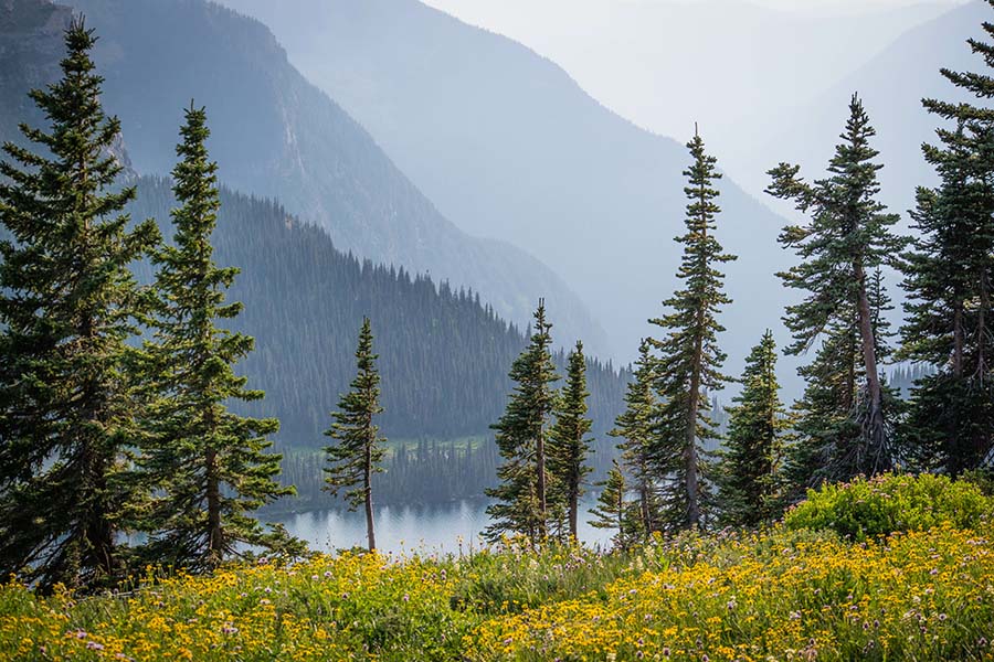 Montana Cannabis Insurance - View of the Mountains and Surrounding Forest in Glacier National Park in Montana