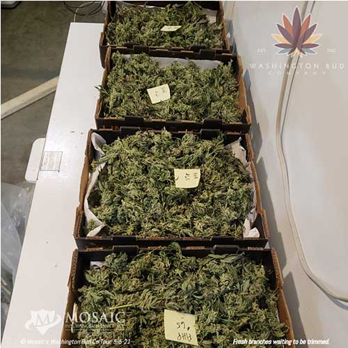 Blog - Image of Fresh Cannabis Trim in Bins at the WA Bud Co