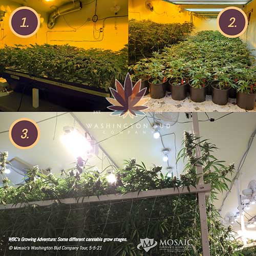 Blog - Images Showing the Growing Steps and Stages of Cannabis