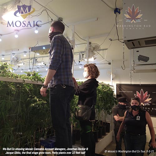 Blog - Jonathan and Jacque Staring at Cannabis Plants at the WA Bud Co Tour in 2021