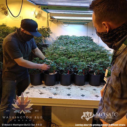 Blog - Mosaic Team Learning the Growing Process of Cannabis on the WA Bud Co Tour in 2021