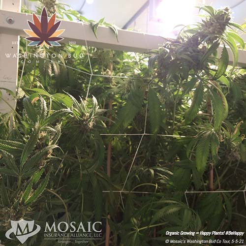 Blog - Photo of Growing Cannabis Plants at WA Bud Co