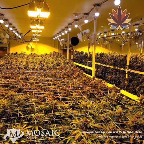 Blog - Top View of Awesome Cannabis Plants at WA Bud Co