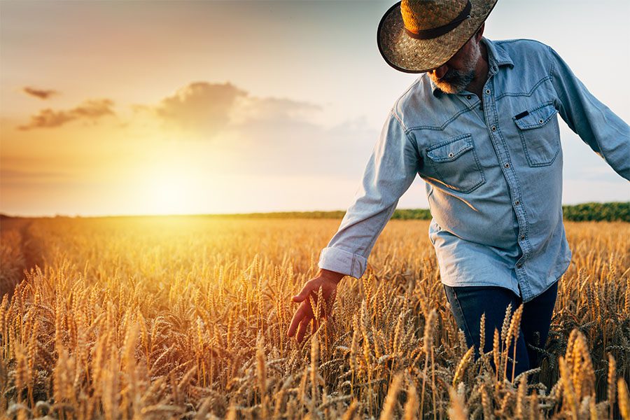  Farm Owners Insurance for Washington State - Farmer Walking Through His Wheat Field With His Hands Out and Touching the Wheat at Sunset