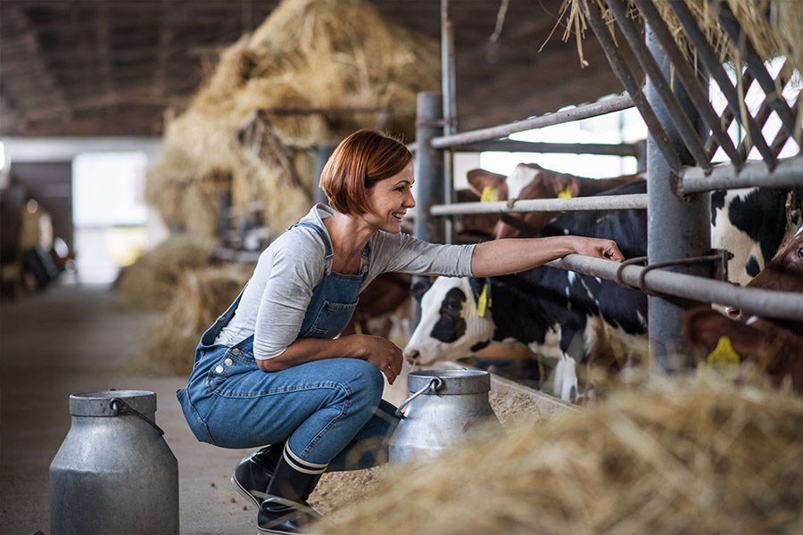 Livestock Insurance - Woman Farmer with Handing Hay to Cows in a Barn While Working on a Diary Farm on a Beautiful Day