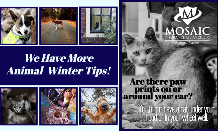 Blog - Collage of Animal Photos with Read Our Blog for More Animal Winter Tips Text on Top of Collage of Images Blog Post