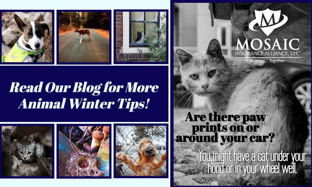 Blog - Collage of Animal Photos with Read Our Blog for More Animal Winter Tips Text on Top of Collage of Images