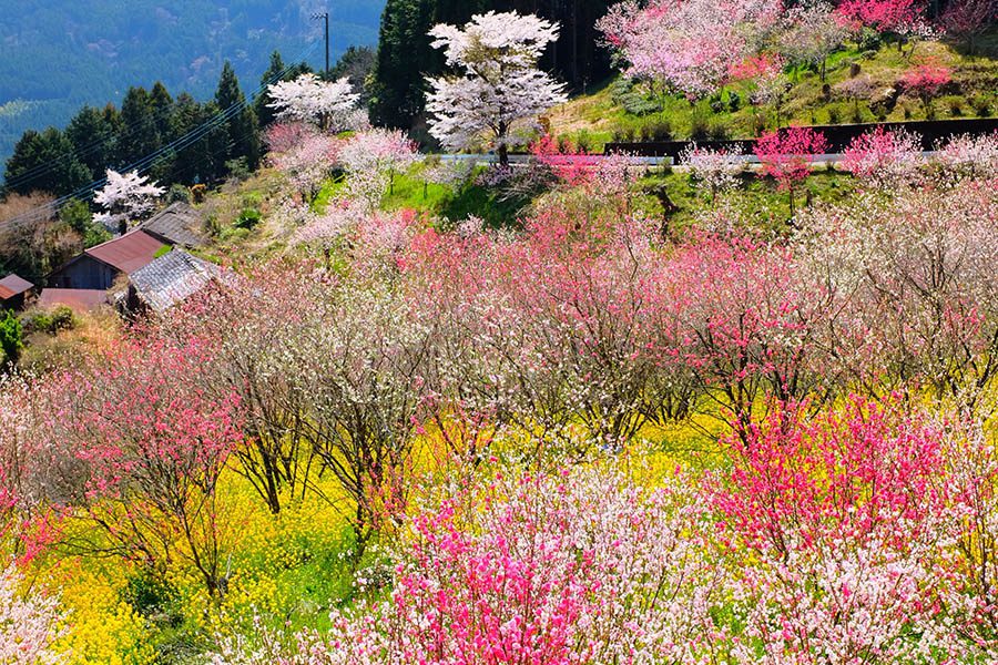 Spring Insurance - Scenic Shot of Beautiful Spring Flowers on a Mountain